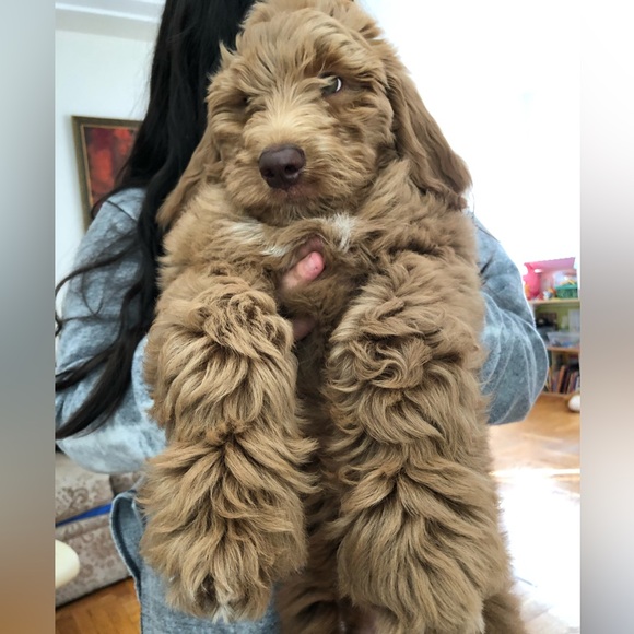 Meet your Posher, Lilli - Picture 3 of 3